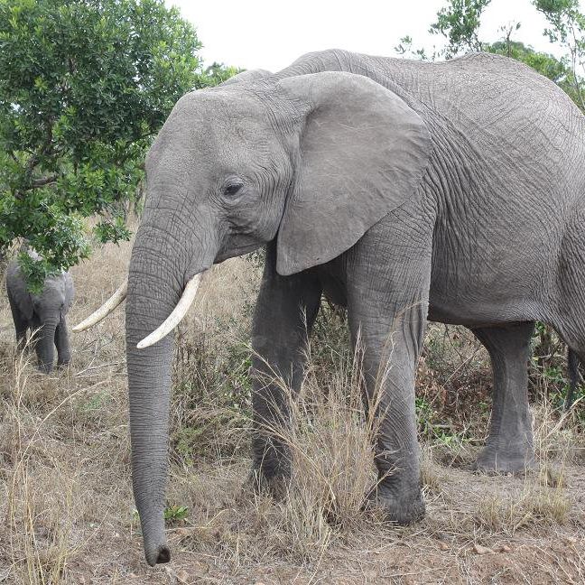 Day Trip to Tsavo East National Park