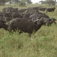 3 Days (2 Nights) Serengeti/Ngorongoro Crater